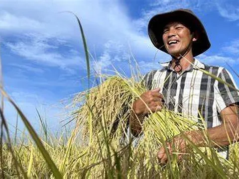 Phát huy vai trò hợp tác xã trong đề án 1 triệu ha lúa chất lượng cao