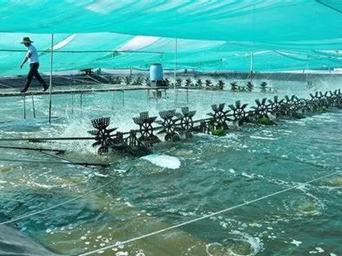 Ứng dụng khoa học để phát triển nuôi tôm nước lợ