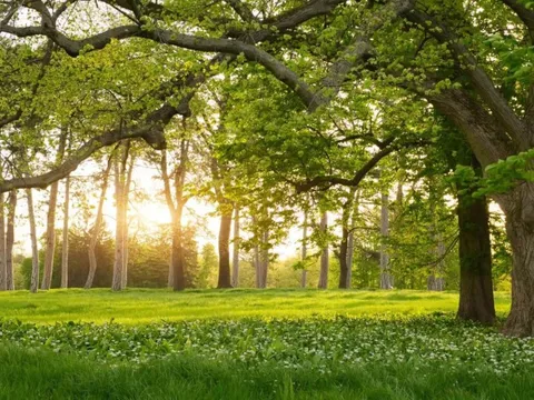 Phát triển bền vững rừng với nhiều cách làm sáng tạo