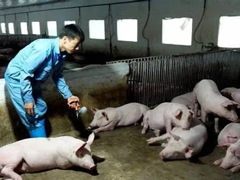Chung tay đẩy lùi dịch tả lợn châu Phi