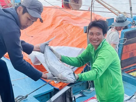 Đà Nẵng: Xử lý dứt điểm tàu cá không đủ điều kiện khai thác thủy sản