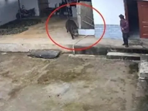 Bước ra khỏi nhà, cụ bà 76 tuổi bị lợn rừng cắn tử vong