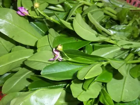 Đừng chỉ ăn củ, lá loài cây này quý như "nhân sâm người nghèo" nhìn vừa lạ vừa quen