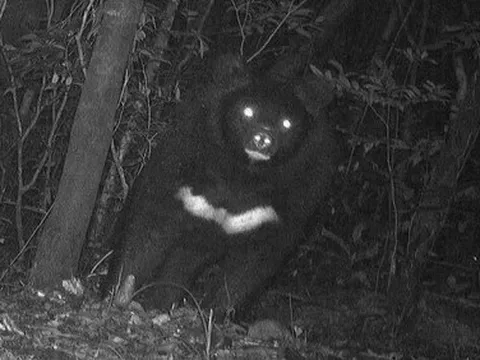 Loài vật quý hiếm bậc nhất thế giới, vừa được tìm thấy tại Việt Nam