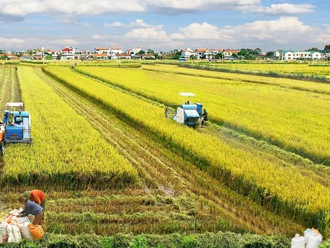 Xây dựng các mô hình phát triển lúa đem lại giá trị cao