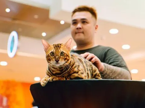 Đam mê nuôi thú cưng, chàng trai nhân giống mèo "lạ" nhẹ nhàng kiếm cả trăm triệu đồng/tháng