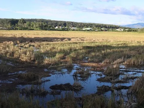 Những ruộng lúa nước trên Tây Nguyên