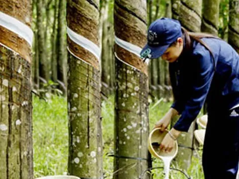 Xuất khẩu cao su sang Hoa Kỳ tăng mạnh