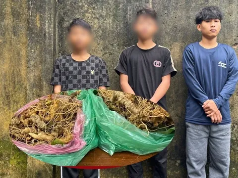 Quảng Nam: Bắt 3 đối tượng trộm hơn 200 gốc sâm Ngọc Linh