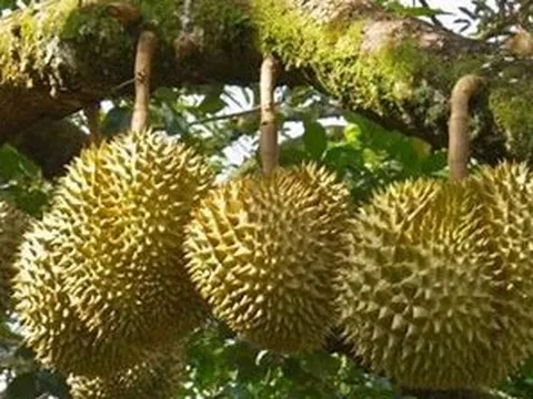 Phát triển sản xuất sầu riêng bền vững