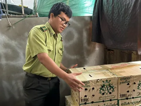 Gần 1000 con chim chào mào bị nhốt trong thùng giấy vô chủ