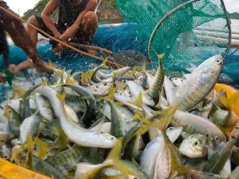 Xuất khẩu thủy sản tăng 17%