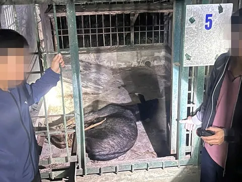 Phát hiện nhóm người vận chuyển cá thể động vật hoang dã