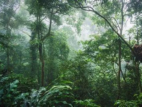 Hoàn thiện tiêu chuẩn về tín chỉ carbon để không mất đi cơ hội phát triển rừng