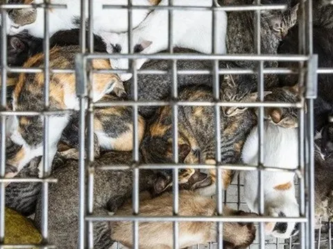 Tìm giải pháp chấm dứt chuỗi buôn bán thịt chó, mèo, loại trừ bệnh dại