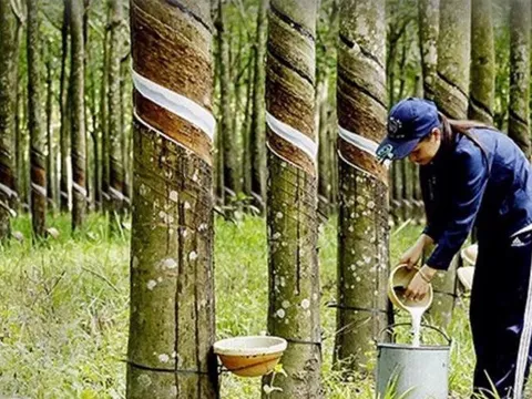 Duy trì vị thế ngành cao su trong chuỗi cung ứng toàn cầu
