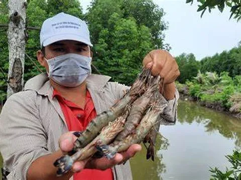 Xuất khẩu tôm tiếp đà phục hồi những tháng cuối năm