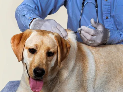 Cả nước ghi nhận 80 ca tử vong do bệnh dại