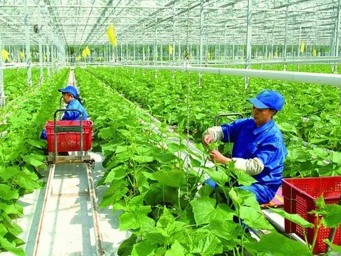 Tăng cường hợp tác nông nghiệp hiện đại giữa Việt Nam và Nhật Bản