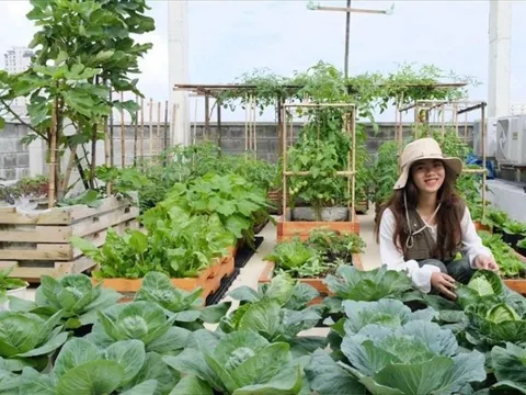 Phân Bón Cà Mau bắt nhịp xu hướng nông nghiệp đô thị
