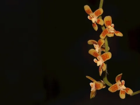 Phát hiện 112 loài mới, quý hiếm tại Việt Nam