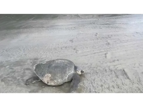 Đồi mồi dứa quý hiếm đẻ trứng tại bãi biển Côn Đảo