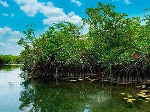 Phục hồi hơn 4000 ha rừng ngập mặn