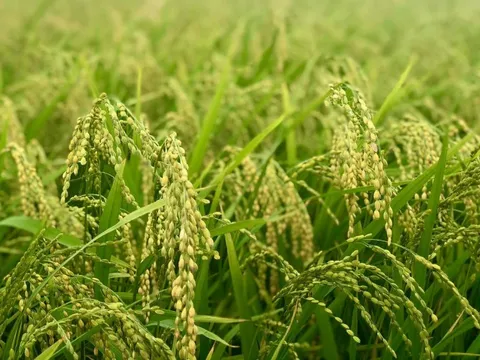 Nâng giá trị sản phẩm trồng trọt từ ứng dụng quản lý sức khỏe cây trồng