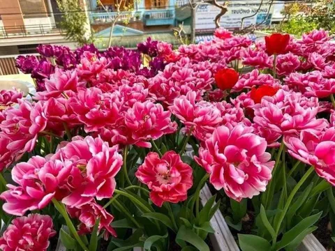 Nhiều hoạt động văn hoá được tổ chức tại Festival Hoa Mê Linh lần thứ 2 năm 2024