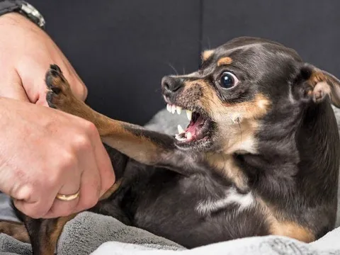 Chủ quán thịt chó mắc bệnh dại, nửa đêm lên cơn đập cửa nhà dân ầm ĩ