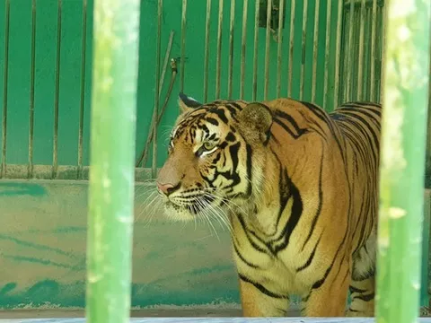 Quảng Bình: Chi 4,5 tỷ đồng làm hàng rào bảo vệ 7 con hổ