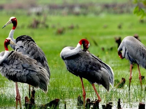 Bàn giải pháp cấp bách bảo vệ các loài chim quý hiếm