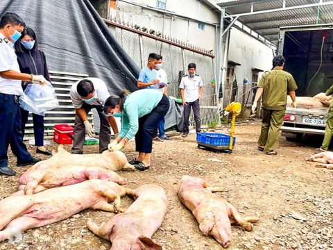 Đồng Nai: Phát hiện cơ sở giết mổ trái phép chứa hơn 7 tấn thịt heo chết, không nguồn gốc