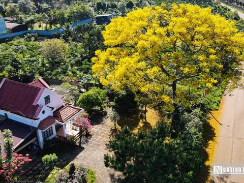 Xao xuyến với sắc phượng vàng rực rỡ trên cao nguyên