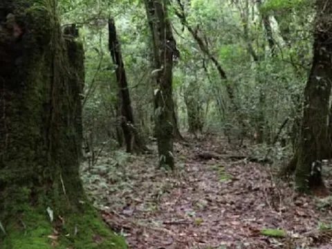 Đi tham quan, hơn 100 học sinh bị mắc kẹt trong rừng