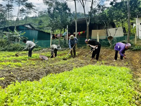 Những vườn rau tại Bản Rào Tre