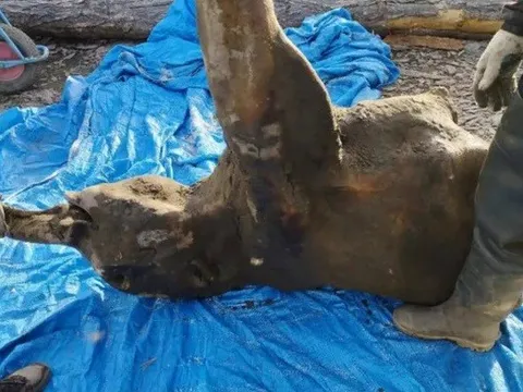 Tìm thấy xác voi ma mút được bảo quản tốt nhất thế giới