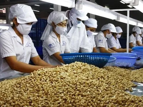 Xuất khẩu hạt điều đạt mốc kỷ lục mới