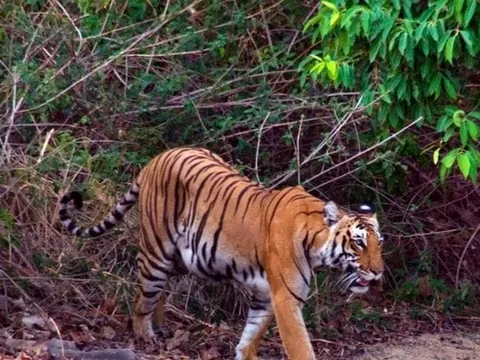 Đi vào rừng cắt cỏ, người phụ nữ bị hổ vồ tử vong