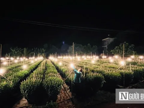 “Thủ phủ” hoa ở Gia Lai thắp đèn xuyên đêm để hoa nở đúng Tết
