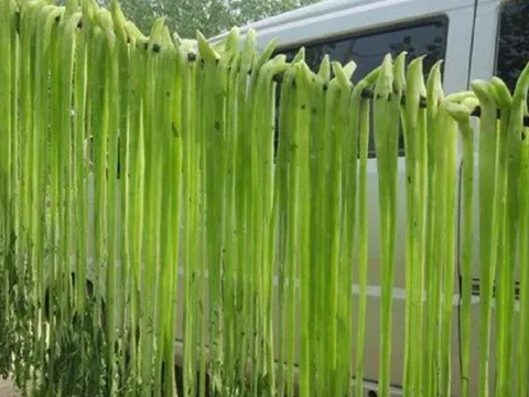 Loại rau xưa được xem là "rau quý tộc" nay nâng tầm hàng hiếm, vạn người mê
