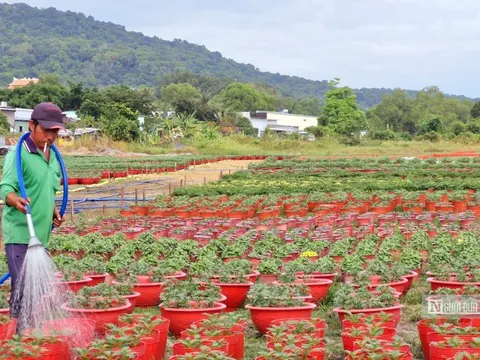 Sắc xuân trên những vườn hoa Tết ở đảo Phú Quốc