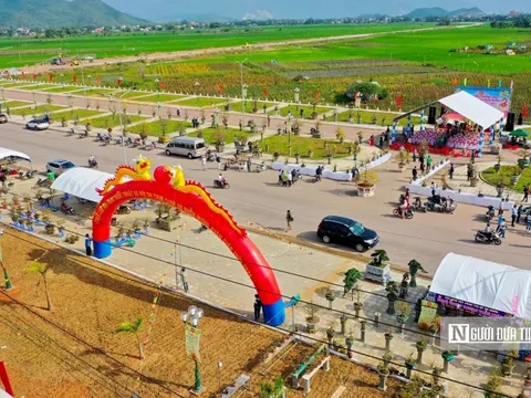 Bình Định: Nhiều điểm mới lễ hội Mai vàng dịp Tết 2025