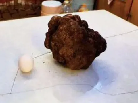 Phát hiện nấm truffle khổng lồ nặng 1,71kg