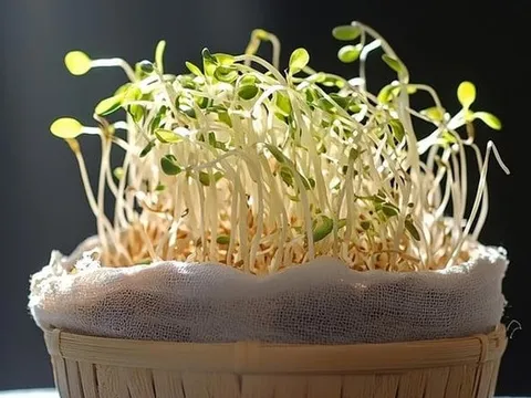 Thực phẩm sạch thực phẩm bẩn