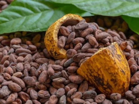 Giá ca cao lao dốc rất mạnh, giá đậu tương tăng tích cực