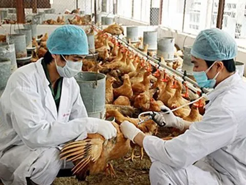 Vaccine thú y Việt Nam: 'Lá chắn' cho an toàn dịch bệnh