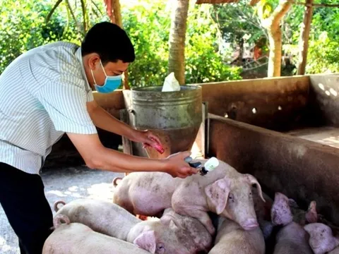 Vaccine đóng vai trò tiên quyết trong chăn nuôi an toàn sinh học