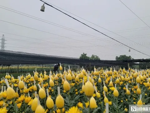 Không khí rộn ràng đón Tết tại làng hoa lớn nhất xứ Thanh