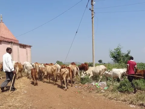 Hổ dữ lao ra khỏi bụi rậm tấn công người đàn ông chăn bò